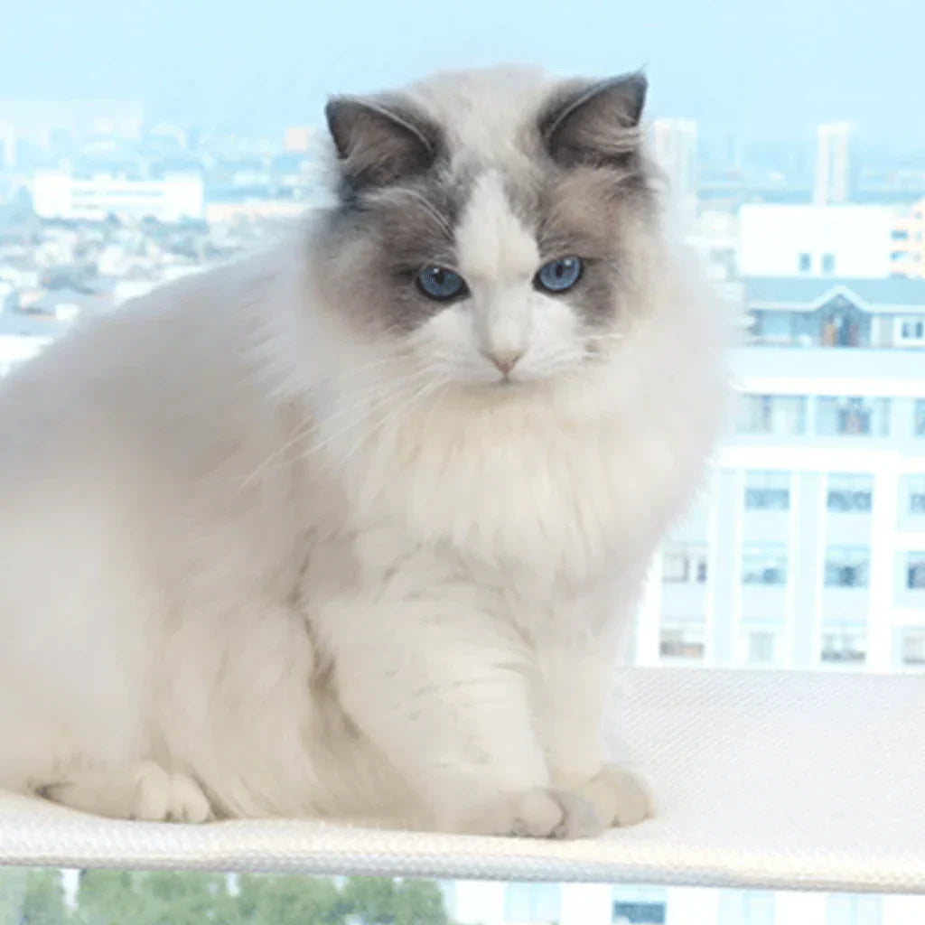 Hamac à fenêtre pliable pour chat avec housse amovible et support solide