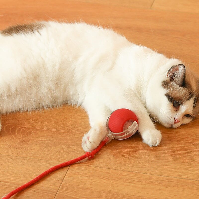 Balle de jeu interactif LED pour chats à l'intérieur
