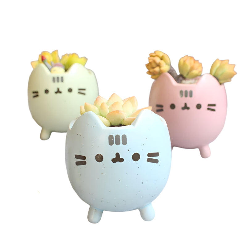 WhiskerBloom - Pot de fleurs ludique en forme de chat pour plantes grasses