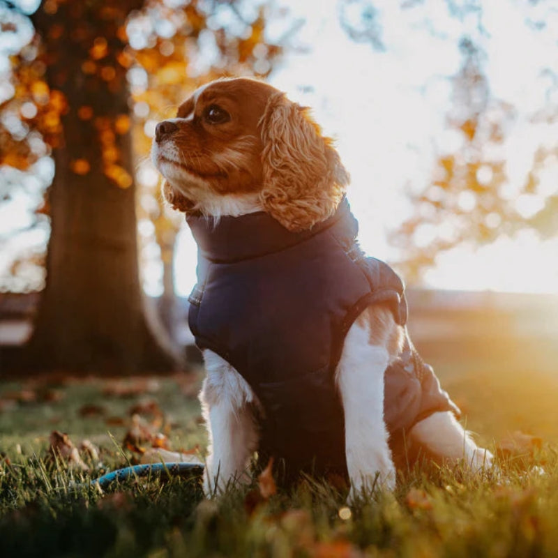 GoldPaw - Veste pour chien matelassée avec harnais intégré pour Golden Retrievers