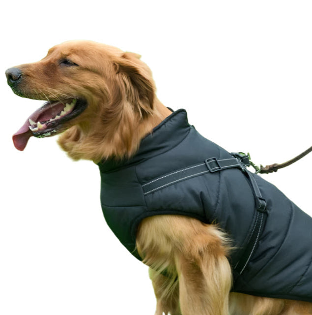 GoldPaw - Veste pour chien matelassée avec harnais intégré pour Golden Retrievers