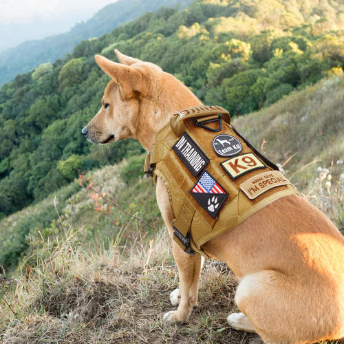 PawsSecur Taktisk Gilet pour Chiens – Harnais Anti-Tir avec Panneaux Ajustables