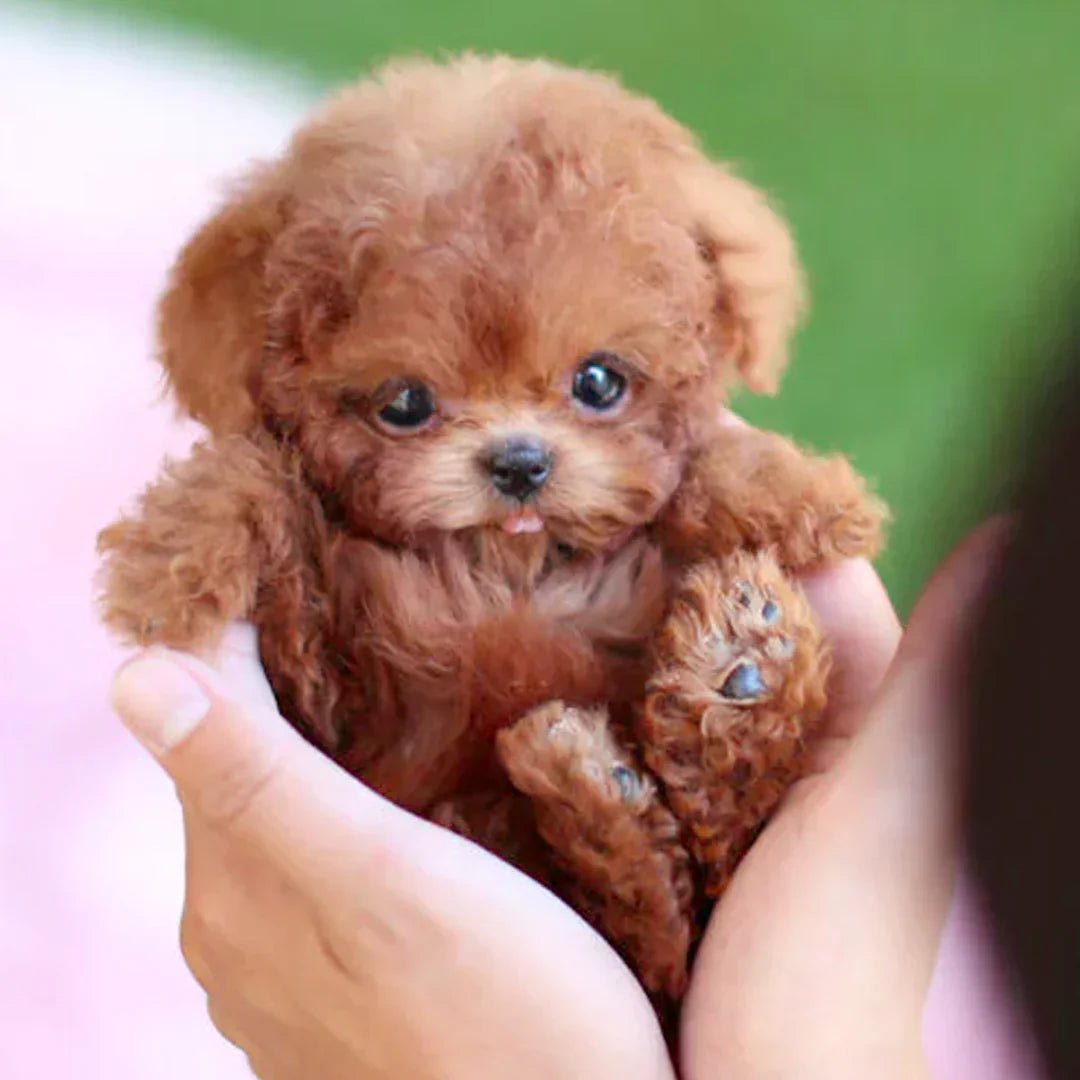 Chien en Peluche Réaliste – Chiot Doux et Naturel pour Enfants et Adultes