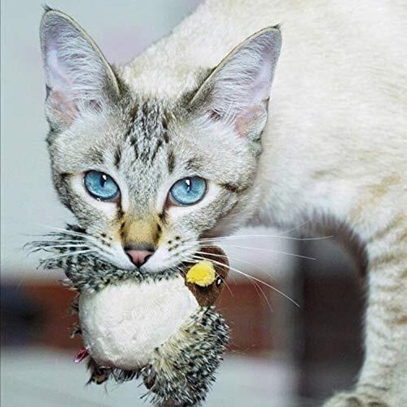 Jouet pour chat - Oiseau qui piaule en simulation