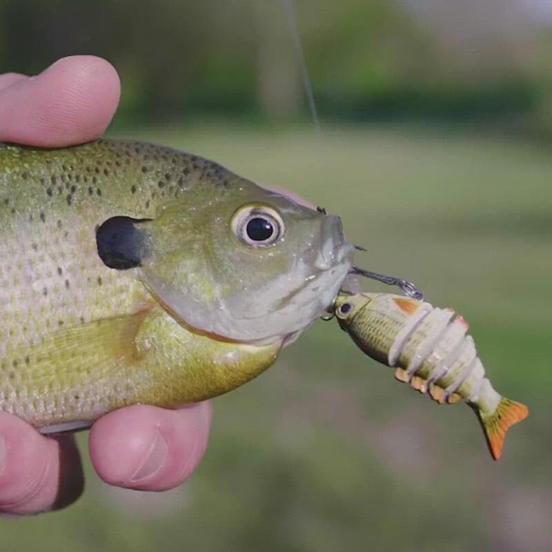 Petits leurres à poisson - Parfaits pour la pêche de précision