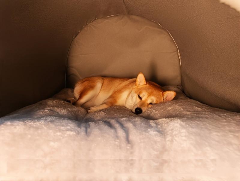 Chambre pour chien chaude et confortable