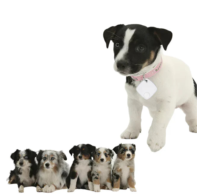 PetTrack GPS Tracker pour Chats et Chiens – Suivi GPS Précis et Facile