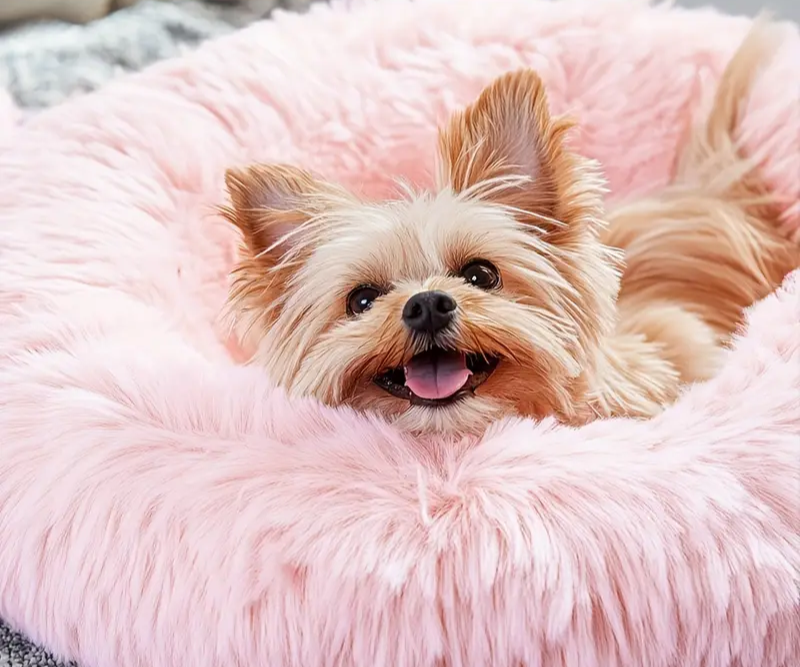 Niche | Lit Rond pour Animaux de Compagnie pour le Confort et la Détente