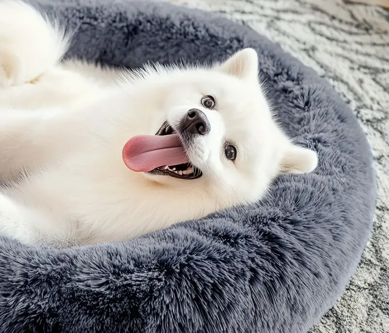 Niche | Lit Rond pour Animaux de Compagnie pour le Confort et la Détente